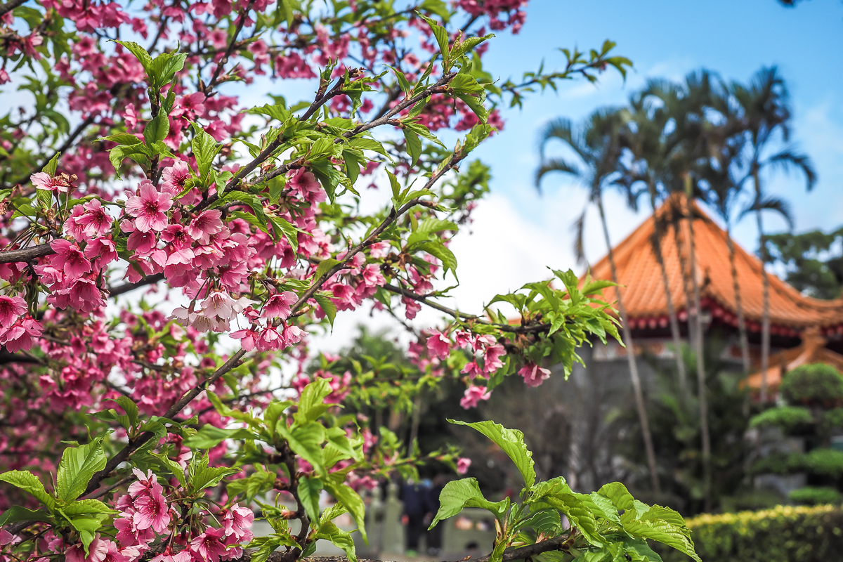 taiwan cherry blossoms winter