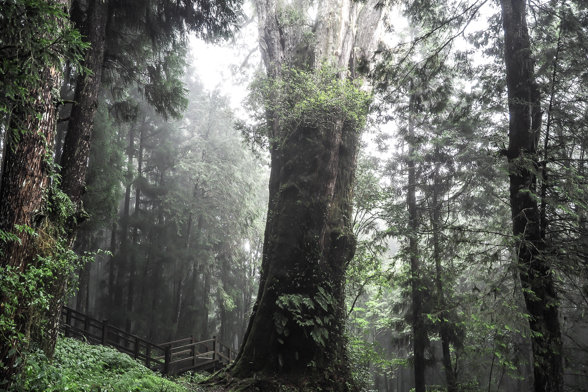 taiwan alishan