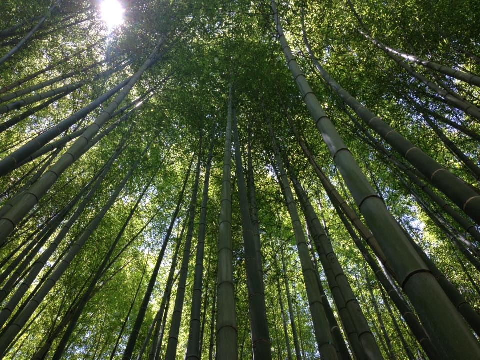 arashiyama bamboo forest