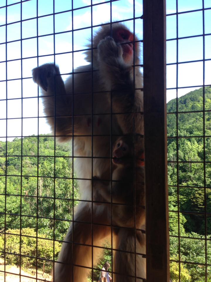 arashiyama monkeys