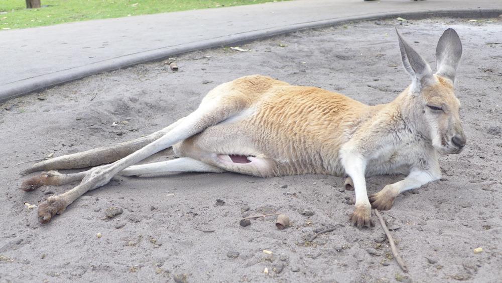 caversham kangaroo