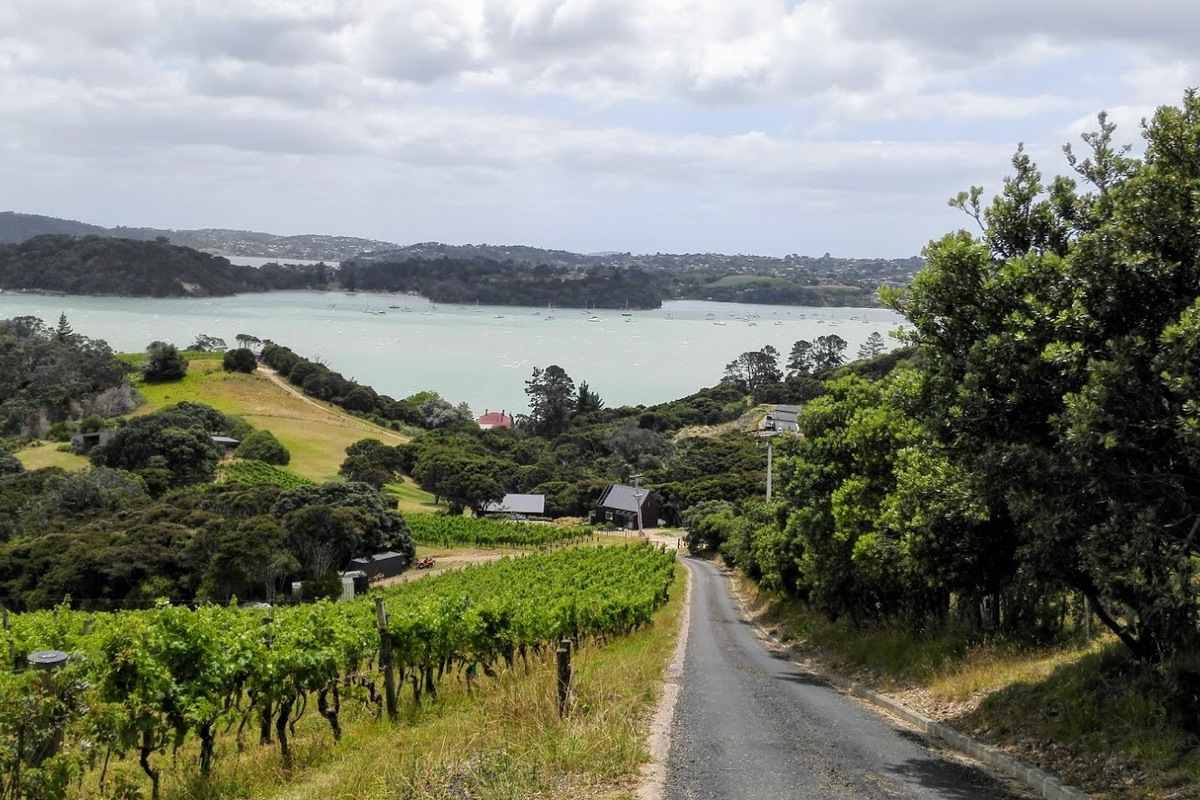 Waiheke farm and vineyard vista