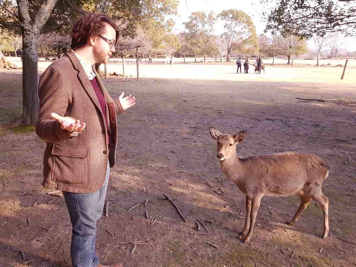 nara deer